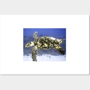 Hawksbill Sea Turtle Posters and Art